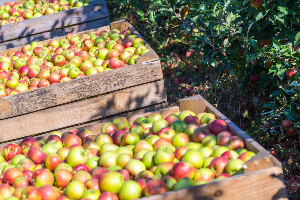 apples in wooden boxes during harvest period