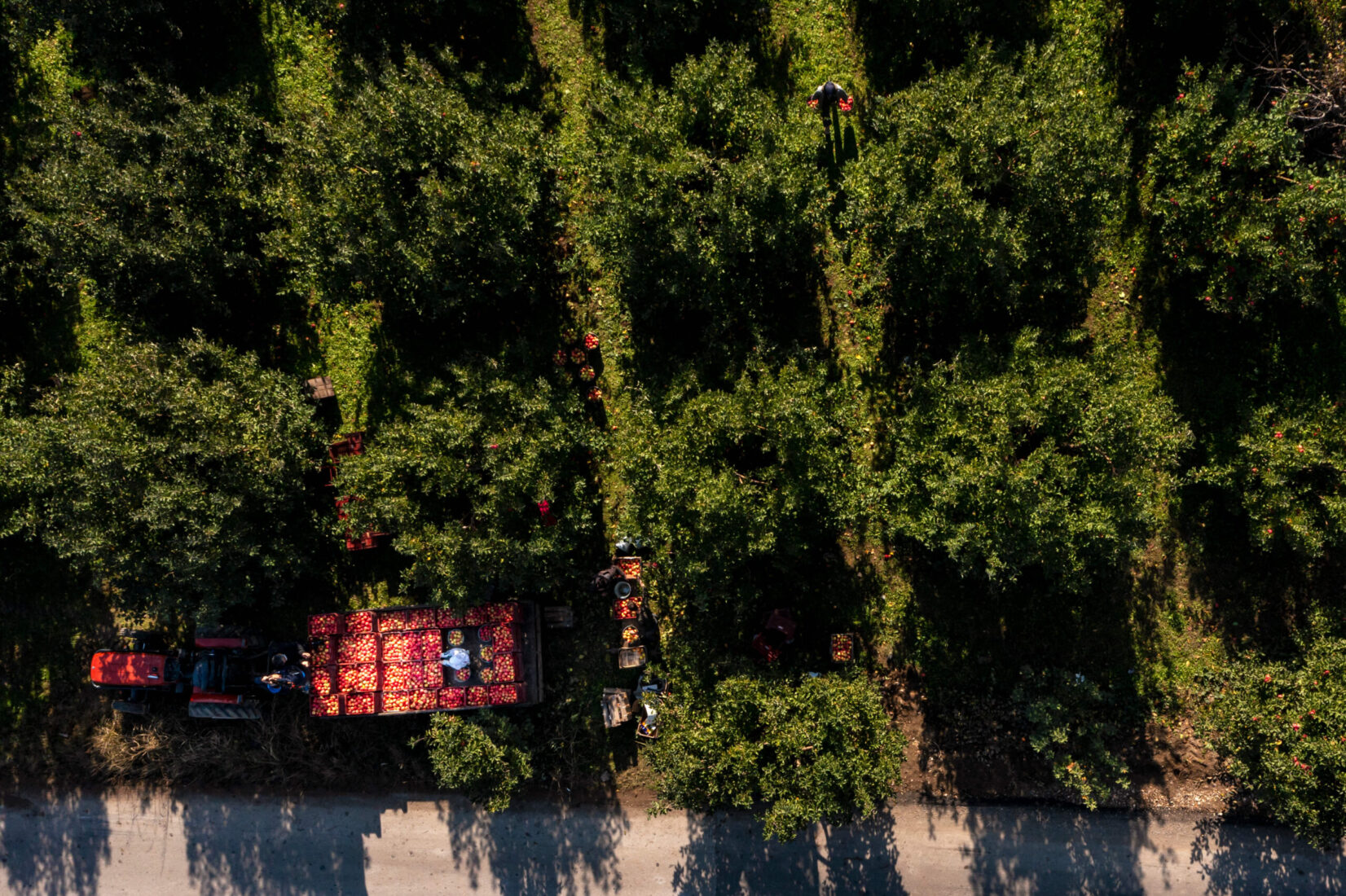 view from the sky, people in apple fields doing harvest activity