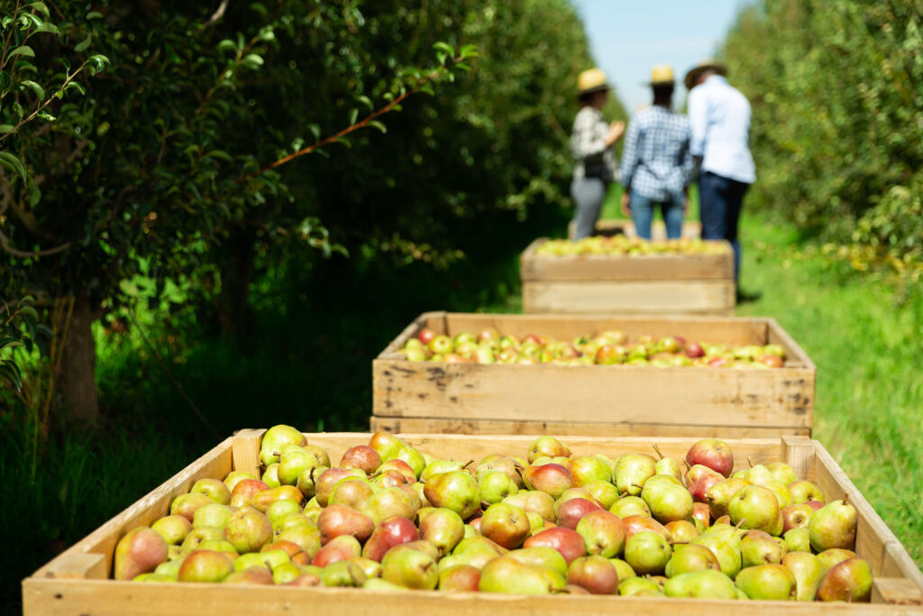 apples in wooden boxes during harvest period